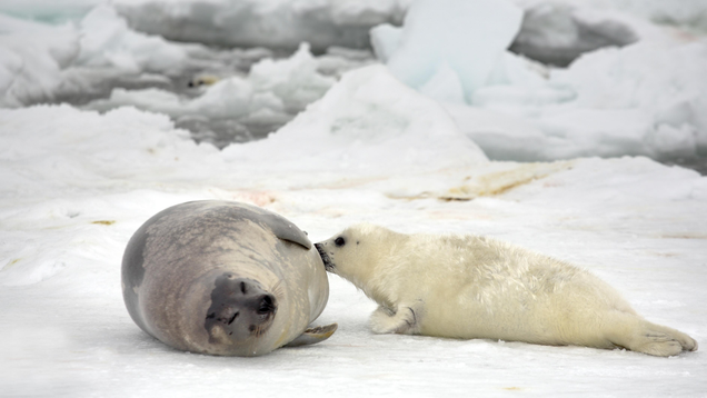 Illustration for article titled Aww! These Photos Of Animals With Their Children Are Going To Melt Your Hand